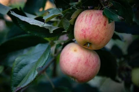 Green apples on the tree Stock-Fotos