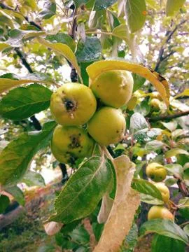 Green apples on the tree Stock-Fotos
