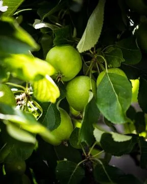 Green apples on the tree Stock Photos