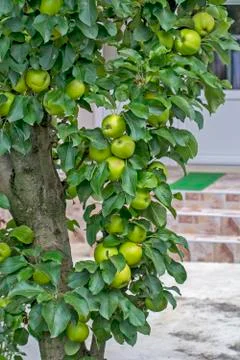 Green apples on a tree Stock Photos