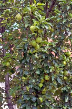 Green apples on a tree Stock Photos