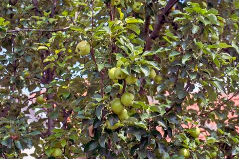 Green apples on a tree Stock Photos