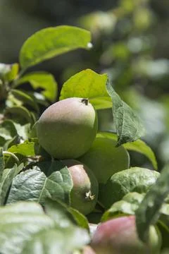 Green apples on the tree Stock Photos