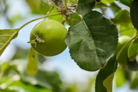 Green apples on a tree Stock Photos