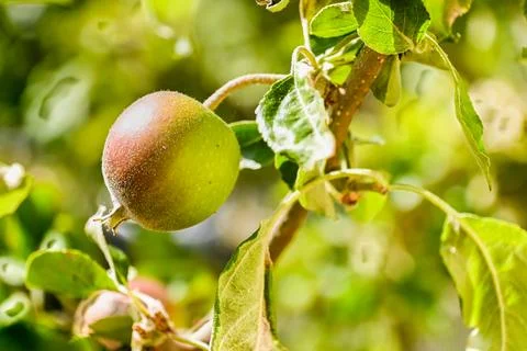 Green apples on a tree Stock Photos