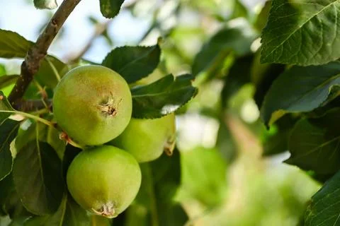Green apples on a tree Stock Photos