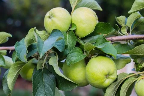 Green apples on a tree Stock Photos