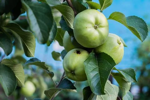 Green apples on a tree Stock Photos