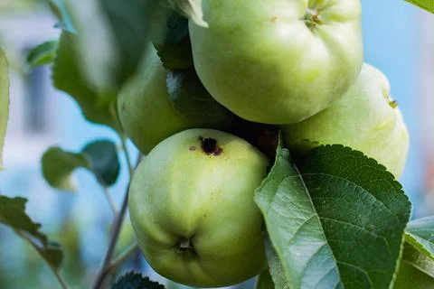 Green apples on a tree Stock Photos