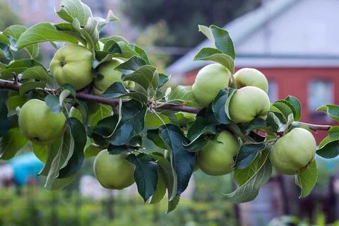 Green apples on a tree Stock Photos