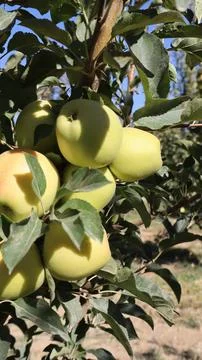 Green apples tree Stock Photos