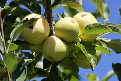 Green apples tree Stock Photos