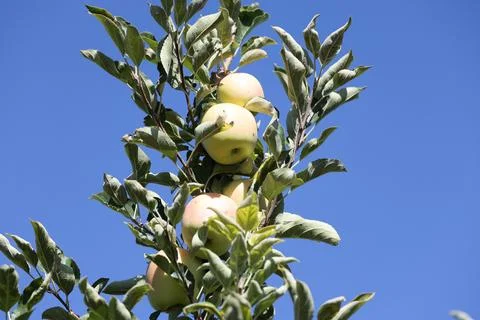 Green apples tree Stock Photos