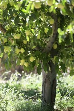 Green apples tree Stock Photos