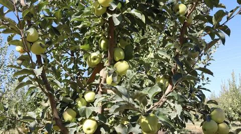 Green apples tree Foto stock