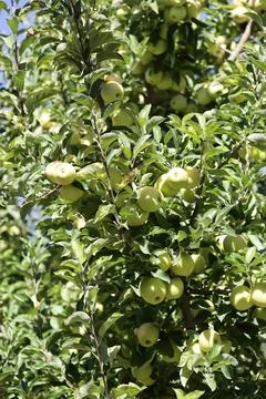 Green apples tree Stock Photos