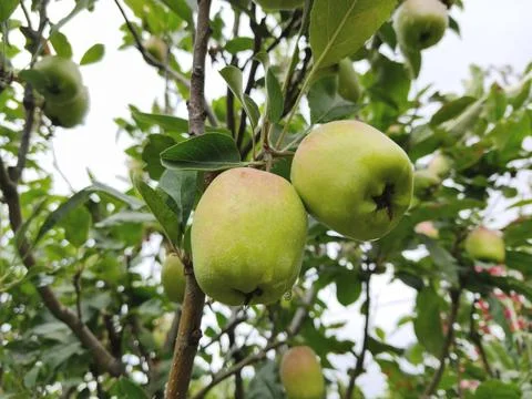 Green apples on a tree 스톡 사진