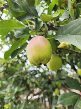 Green apples on a tree 스톡 사진