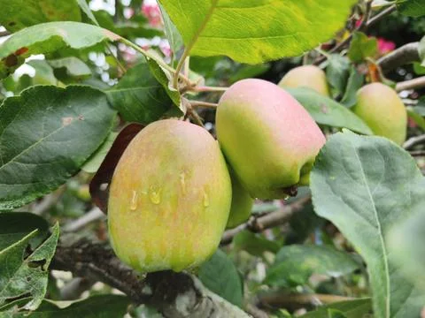 Green apples on a tree 스톡 사진