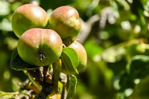 Green apples on a tree. Selective focus Stock Photos