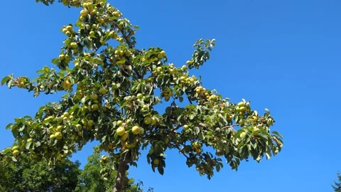 The green apples waiting on the tree branch and the blue sky Vídeos de archivo 342735810
