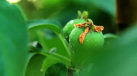 Green apples weigh on the branches Stock Footage 11115787