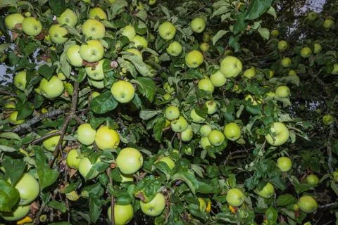 Green apples_2 Stock Photos