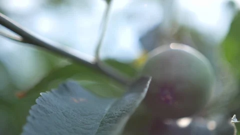 Green appple on a tree into focus Video stock 86490519