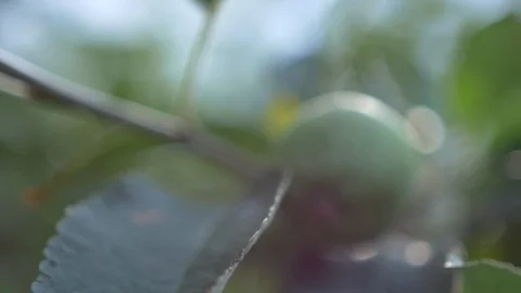 Green appple on a tree into focus Video stock 86491632