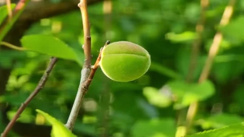 Green apricot fruits develop on a thin branch surrounded by lush foliage Stock Footage 295347068