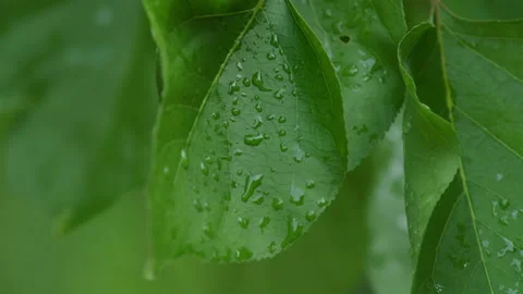Green apricot leaves close-up. Bright sunlight on green apricot leaves Stock Footage 155294853