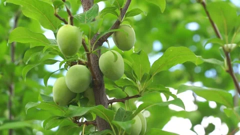 Green apricots on the tree close up. Many unripe apricots. Green apricots on a Stock Footage 198925553