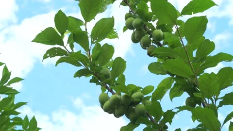 Green apricots on the tree close up. Many unripe apricots. Green apricots on a Stock Footage 198925586