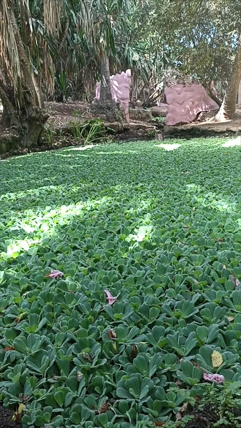 Green Aquatic Plants Floating on Water at Exotic Gardens Bouknadel Morocco Stock Footage 343689165