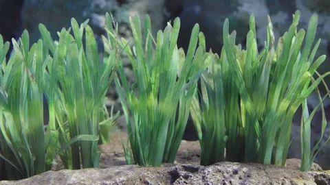 Green aquatic plants growing in clusters behind a rock in an aquarium or oc.. Stockbeeldmateriaal 342385609