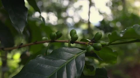 Green ARABIKA Coffee Beans on Their Branch. Stock Footage 302262662