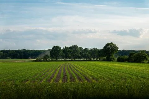 Green arable field with visible rows of young seedlings Foto stock