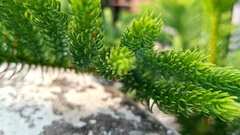 Green Araucaria Leaves Extending Over Concrete Base Vídeo Stock 337381253