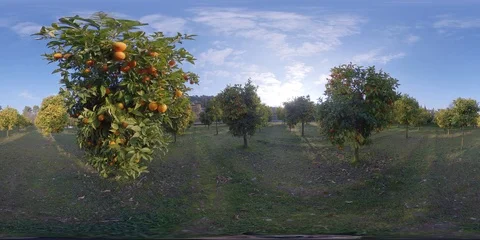 Green Area Full of Mandarin Trees a Sunny Day - 360 VR Vidéo 103461270