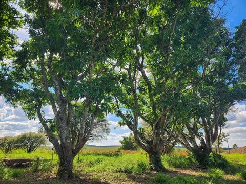 Green Area with Lush Trees Stock Photos