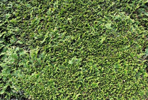 Green area Foto stock