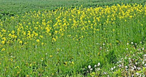 Green area Stock Photos