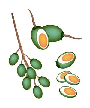 Green Areca Nut Fruit on White Background Stock Illustration