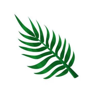 Green areca palm leaf vector Illustration Stock Illustration