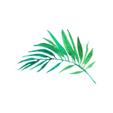 Green areca palm tree leaf hand drawn watercolor vector Illustration Stock Illustration