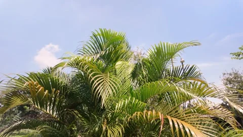 Green Areca Palm Tree Leaves Swaying Against A Clear Blue Sky Video stock 338386198