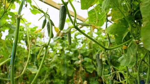 Green aromatic cucumbers hang on branches in a greenhouse. Stock Footage 272755415