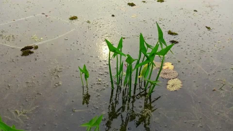 Green Arrow Arum Stock Footage 231562728