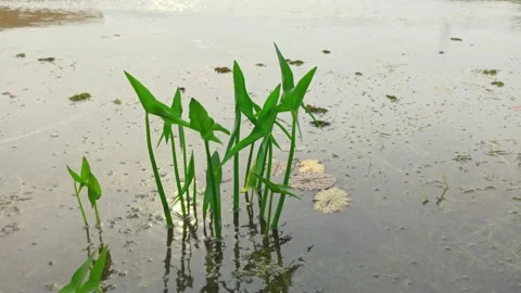 Green Arrow Arum Stock Footage 231562771