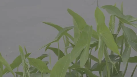 Green arrowhead leaves growing in shallow water aquatic economic crop Vídeos de archivo 343580981